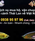 Hình ảnh: Mua hộ và vận chuyển cá cảnh Thái Lan về Việt Nam