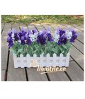 Hình ảnh: Chậu hàng rào lavender nhỏ - BC426