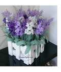 Hình ảnh: Chậu hoa lavender hàng rào vuông - BG429