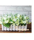 Hình ảnh: Chậu hoa sao nhái hàng rào chữ nhật - BC431
