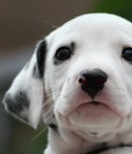 Hình ảnh: Tùng Lộc Pet – Nhận đặt đàn chó Đốm tháng 10/2016