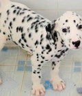 Hình ảnh: Tùng Lộc Pet – Chào bán chó đốm (dalmatian) xuất chuồng thán