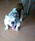 Hình ảnh: tphcm bán bulldog anh đực 9 tháng