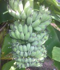 Hình ảnh: Bán giống cây chuối tây lùn,chuối xiêm lùn,chuối mốc lùn, chuối sứ lùn, chuối tiêu lùn nuôi cấy mô chất lượng