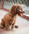 Hình ảnh: Tùng Lộc Pet – Chào bán đàn chó Cocker Spaniels tháng 10/2017