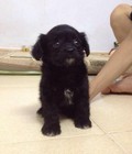 Hình ảnh: Poodle Lai