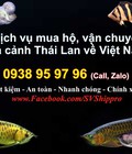 Hình ảnh: Mua hộ và vận chuyển cá cảnh Thái Lan về Việt Nam