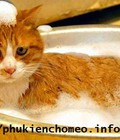 Hình ảnh: Sữa tắm thích hợp nhất dành cho mèo