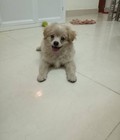 Hình ảnh: Chó FOX SÓC lai POOLDE