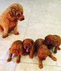 Hình ảnh: [HN]bán chó poodle con màu nâu đỏ cực đáng yêu