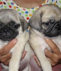 Hình ảnh: Chó Pug Thuần Chủng ( Nhà Đẻ )