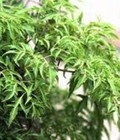 Hình ảnh: Bán Cây giống Đinh Lăng, hom giống Cây Đinh Lăng và sản phẩm Cây Đinh Lăng: Rễ, Thân, Cành, Lá, Củ