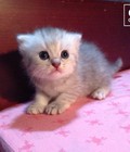 Hình ảnh: A đây rồi mèo Anh tai cụp xinh lung linh