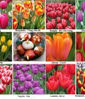 Hình ảnh: SỈ LẺ củ giống TULIP HÀ LAN lớn nhất Miền Bắc giá rẻ nhất 4.5k