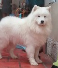 Hình ảnh: Chó cảnh samoyed