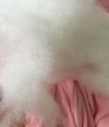 Hình ảnh: Bông nhồi gối ôm, bông gấu bông chất lượng tại Hà Nội