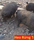 Hình ảnh: Heo Rừng Tci: Chuyên Cung Cấp Thịt Heo Rừng TƯƠI