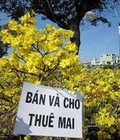 Hình ảnh: mai vàng