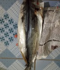 Hình ảnh: cá thu 1 nắng Hạ Long
