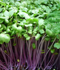 Hình ảnh: Cung cấp rau mầm củ cải đỏ tại hà nội