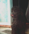 Hình ảnh: Poodle