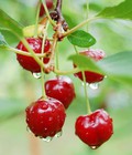Hình ảnh: Cherry Úc nhập khẩu