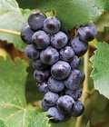 Hình ảnh: Nho đen Mỹ không hạt
