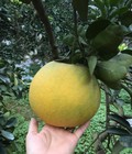 Hình ảnh: Bưởi Diễn ngon