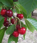 Hình ảnh: Cherry New Zealand đỏ