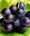 Hình ảnh: Nho Đen Không Hạt Mỹ