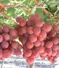Hình ảnh: Nho đỏ không hạt Úc
