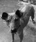 Hình ảnh: Mình cần bán em chó Phú quốc siêu dễ thương