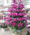 Hình ảnh: Bán buôn bán lẻ hoa lan