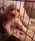 Hình ảnh: Poodle baby tìm nhà mới