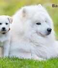 Hình ảnh: Chó Samoyed con thuần chủng trắng tuyết dễ thương