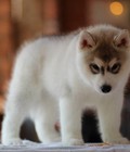 Hình ảnh: Chó Husky con thuần chủng đẹp rẻ ở trại với chế độ bảo hành uy tín