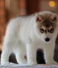 Hình ảnh: Chó Husky con thuần chủng đẹp rẻ ở trại với chế độ bảo hành uy tín