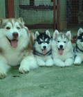 Hình ảnh: Chó Alaska con thuần chủng chất lượng uy tín và bảo hành tốt