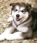 Hình ảnh: banchocanh.vn bán chó husky, Alaska con, Samoyed thuần chủng