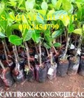 Hình ảnh: Chuyên cung cấp mít thái siêu sớm tứ quý,mít thái siêu sớm,giống mít thái siêu sớm tứ quý
