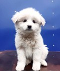 Hình ảnh: Nhật lai bắc kinh nhật lai poodle