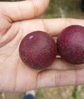 Hình ảnh: Chuyên cung cấp giống nhãn tím, nhãn ruột tím, cây nhãn giống ruột tím,giống cây nhãn