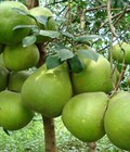 Hình ảnh: Chuyên cung cấp cây giống bưởi năm roi, bưởi năm roi, giống bưởi năm roi,bưởi