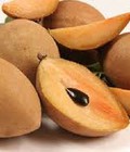 Hình ảnh: Chuyên cung cấp giống hồng xiêm xuân đỉnh, hồng xiêm xuân đỉnh, hồng xiêm chất lượng