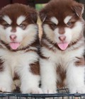 Hình ảnh: Bán đàn alaska nâu đỏ 2 tháng đẹp
