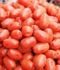 Hình ảnh: Chuyên cung cấp giống nhót ngọt, cây giống nhót ngọt, giống nhót ngọt chất lượng cao