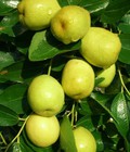 Hình ảnh: Chuyên cung cấp giống cây táo chua gia lộc,táo gia lộc,táo chua gia lộc,táo,chua,táo