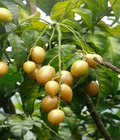 Hình ảnh: Chuyên cung cấp cây quất hồng bì,giống cây quất hồng bì,quất hồng bì chất lượng