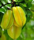 Hình ảnh: Chuyên cung cấp giống cây khế chua, cây khế chua, khế chua, khế 0962454799