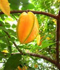 Hình ảnh: Chuyên cung cấp giống cây khế ngọt, cây khế ngọt, cây khế, khế, giống cây khế ngọt chất lượng